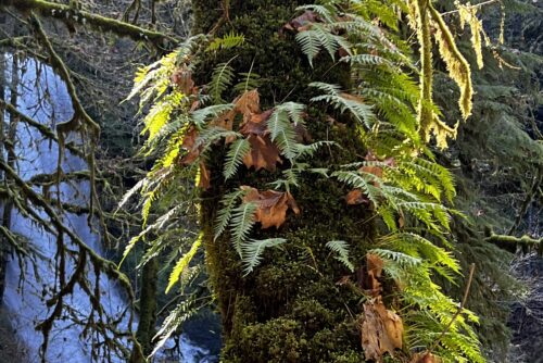 Licorice Fern