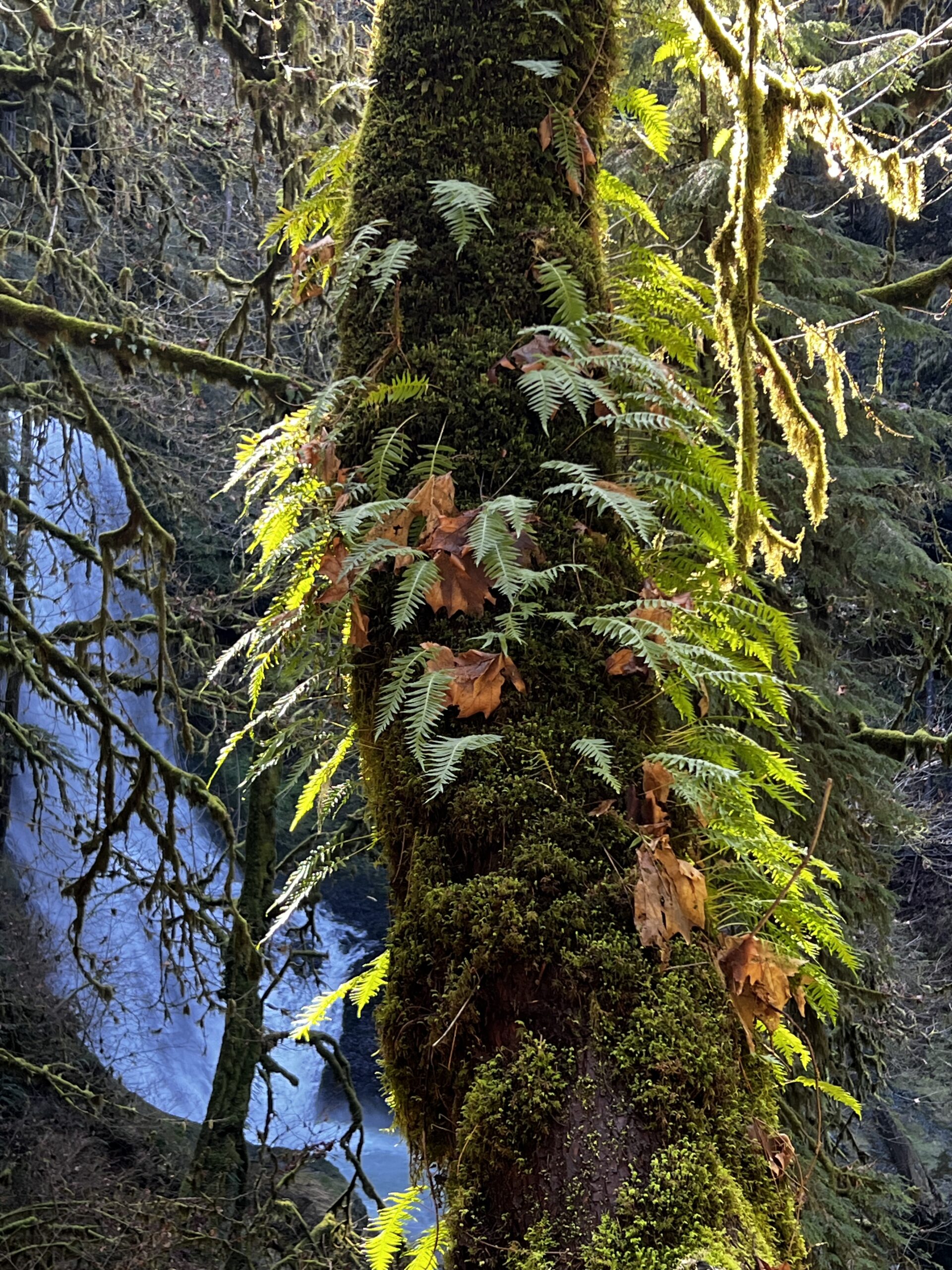Licorice Fern Licorice Fern