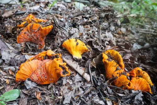 Lobster Mushroom
