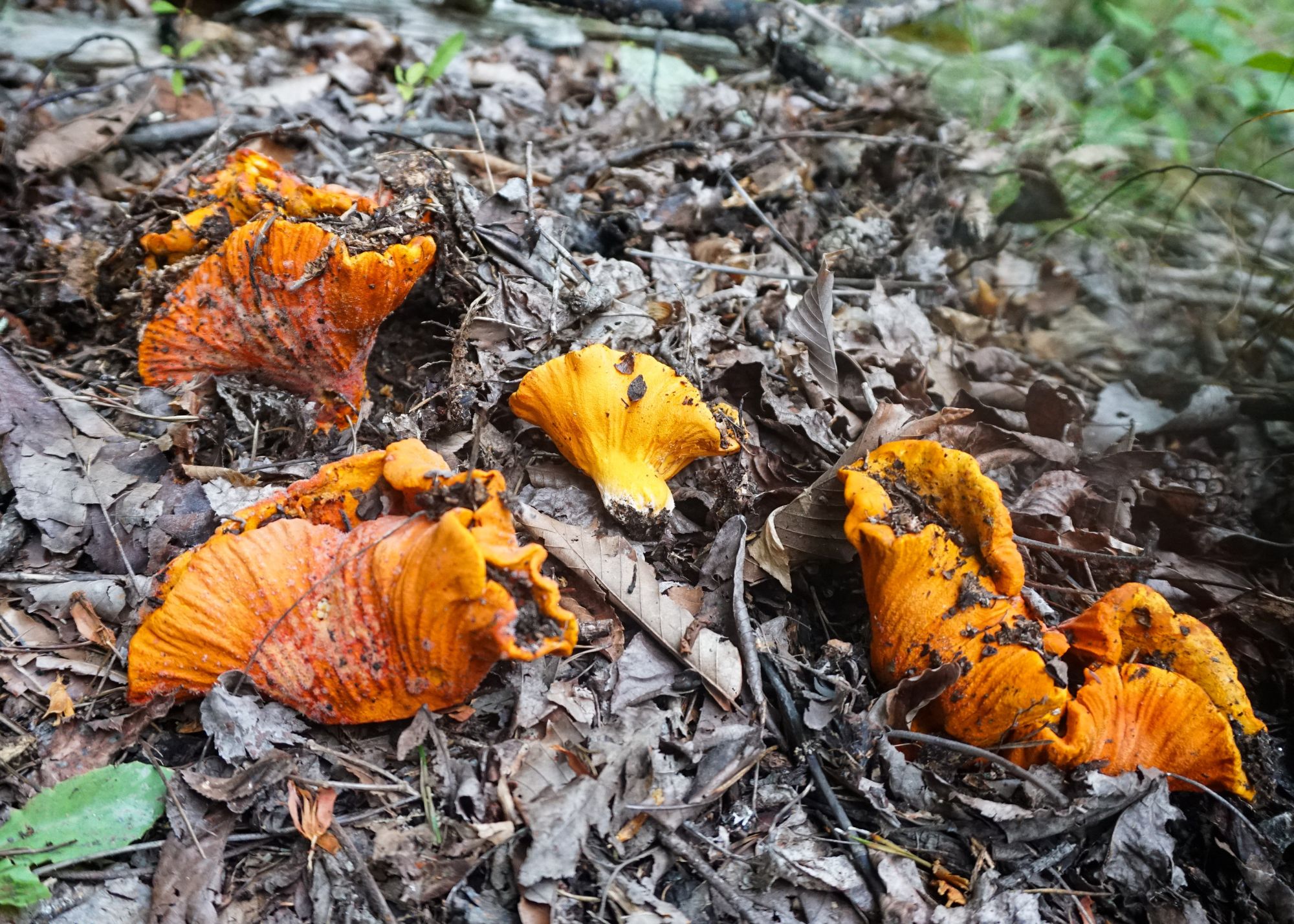 Lobster Mushroom
