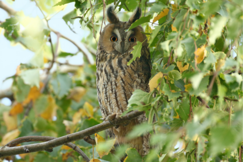 Long-Eared Owl