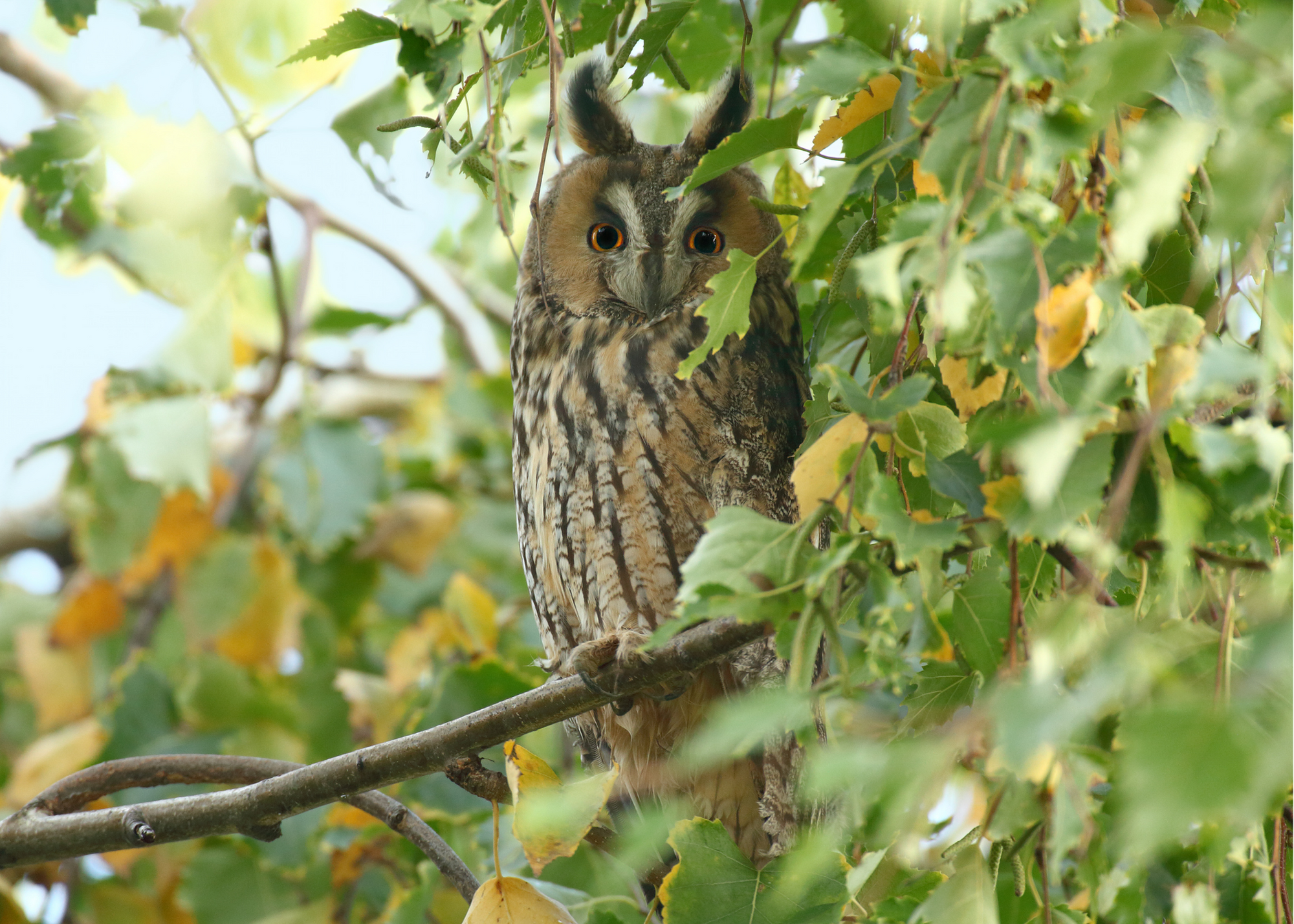 Long-Eared Owl
