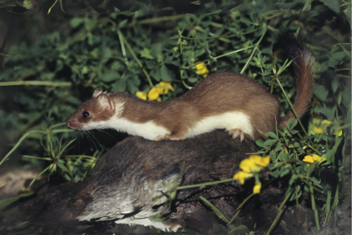 Long-Tailed Weasel