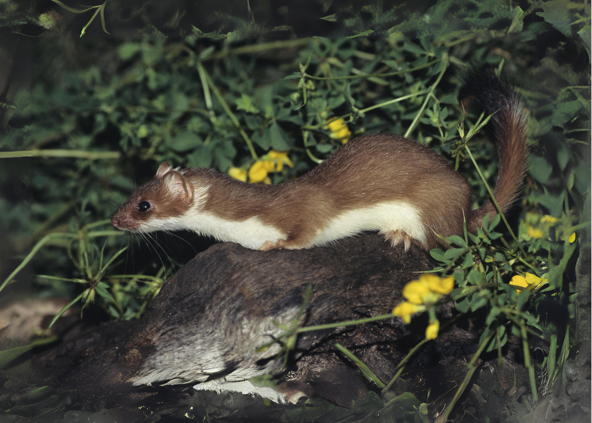 Long-Tailed Weasel