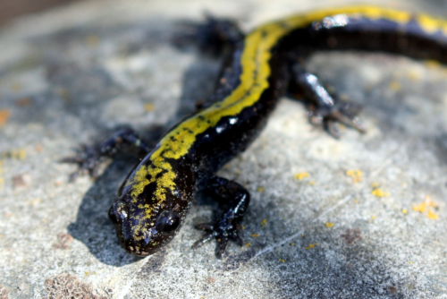 Long-Toed Salamander Long-Toed Salamander