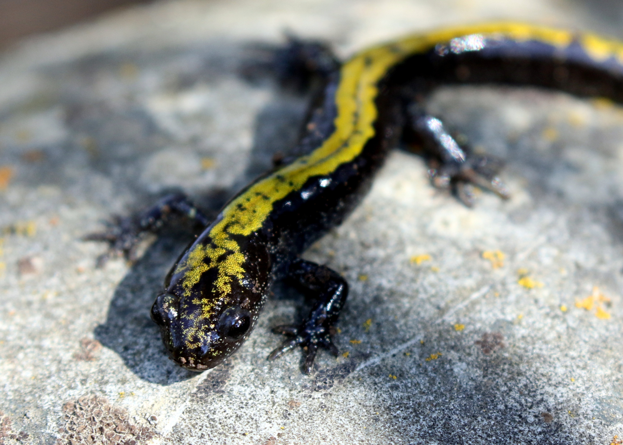 Long-Toed Salamander Long-Toed Salamander