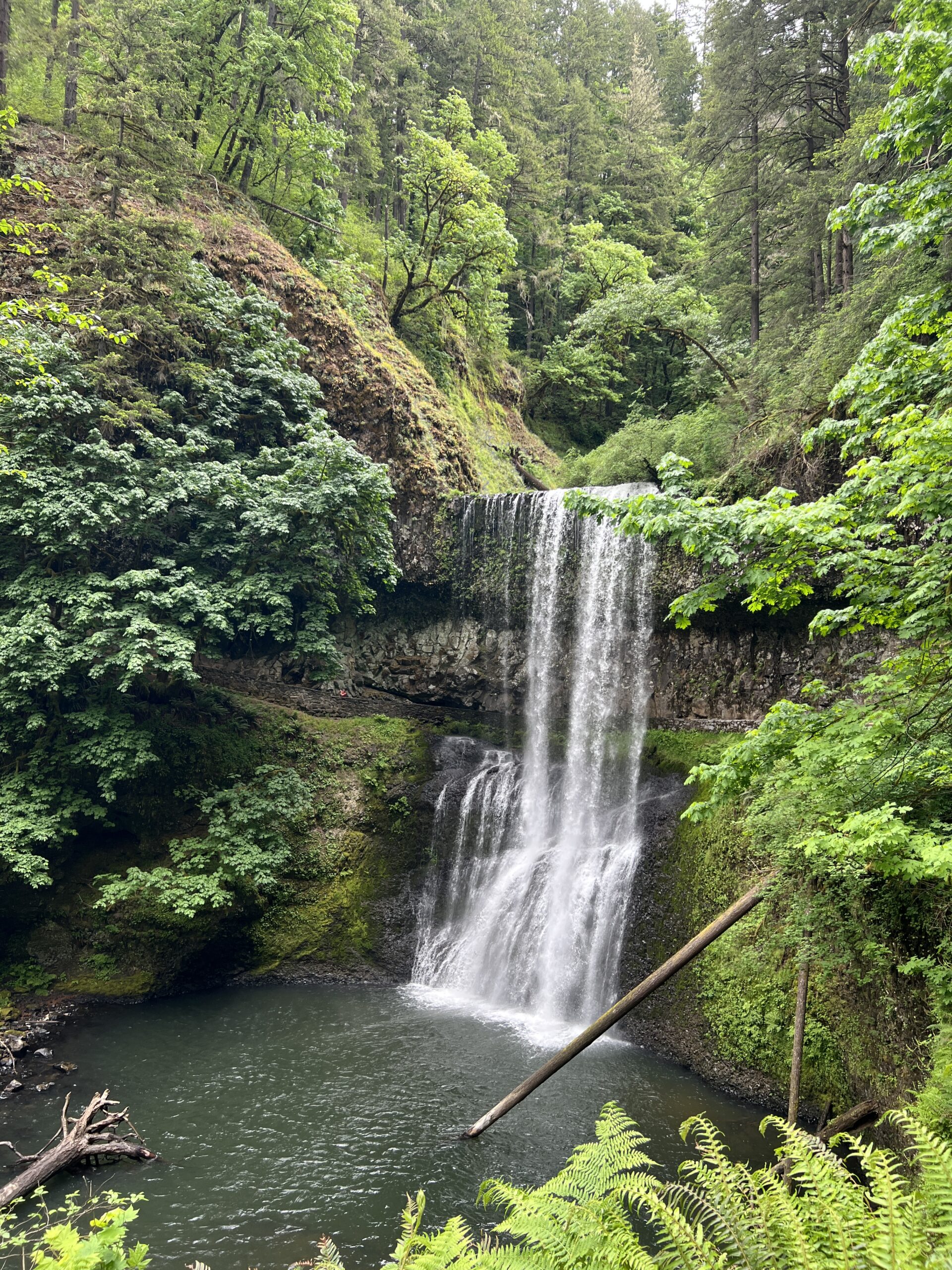Two volunteers appear to be planting or restoring native vegetation on the grounds outside the South Falls Café at Silver Falls State Park