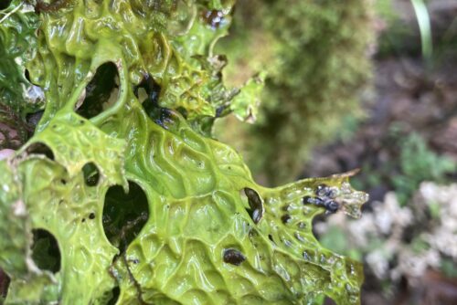 Lungwort Lichen