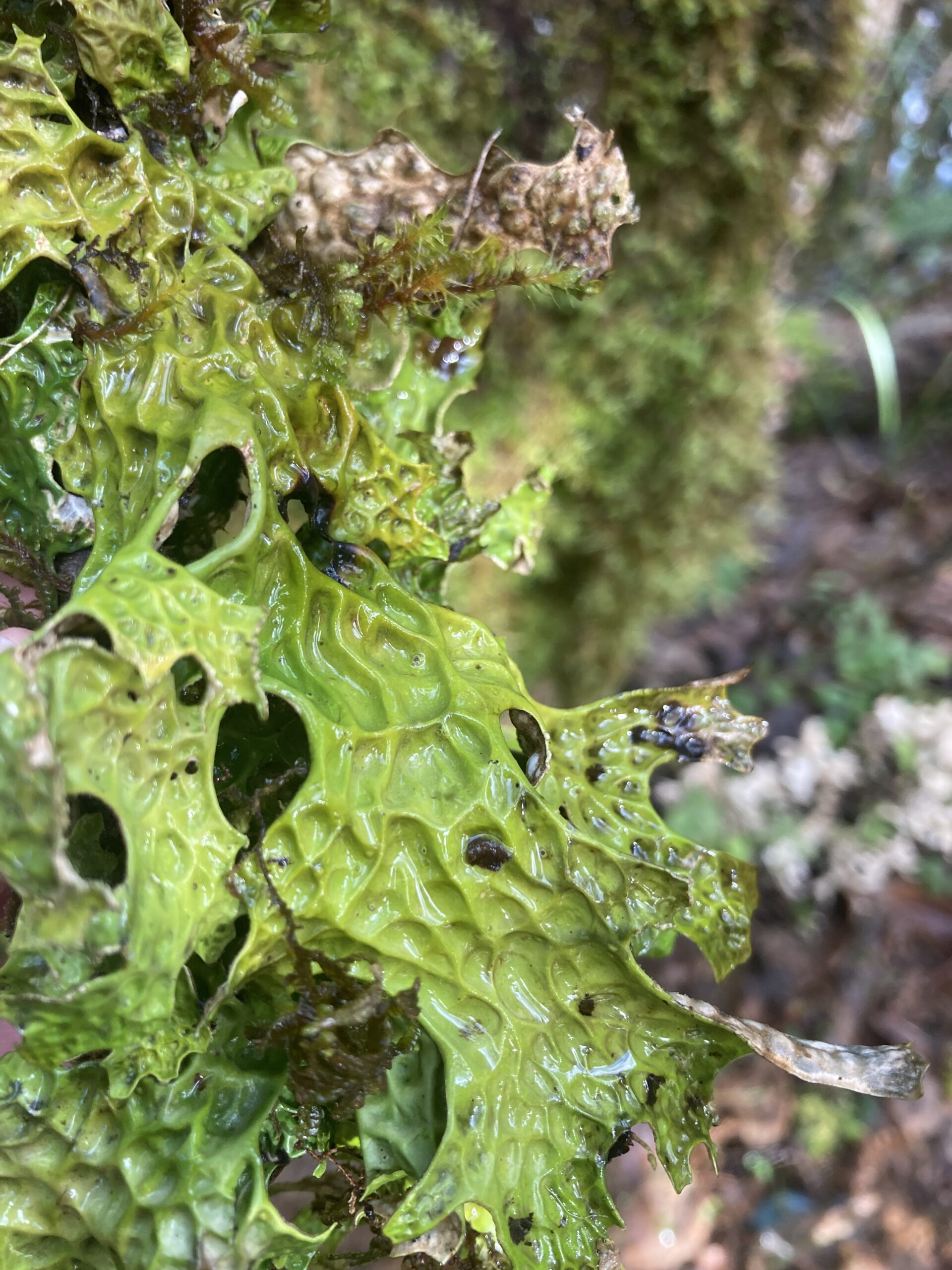 Lungwort Lichen