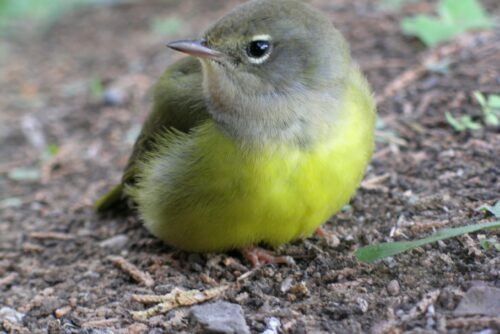 Macgillivray's Warbler
