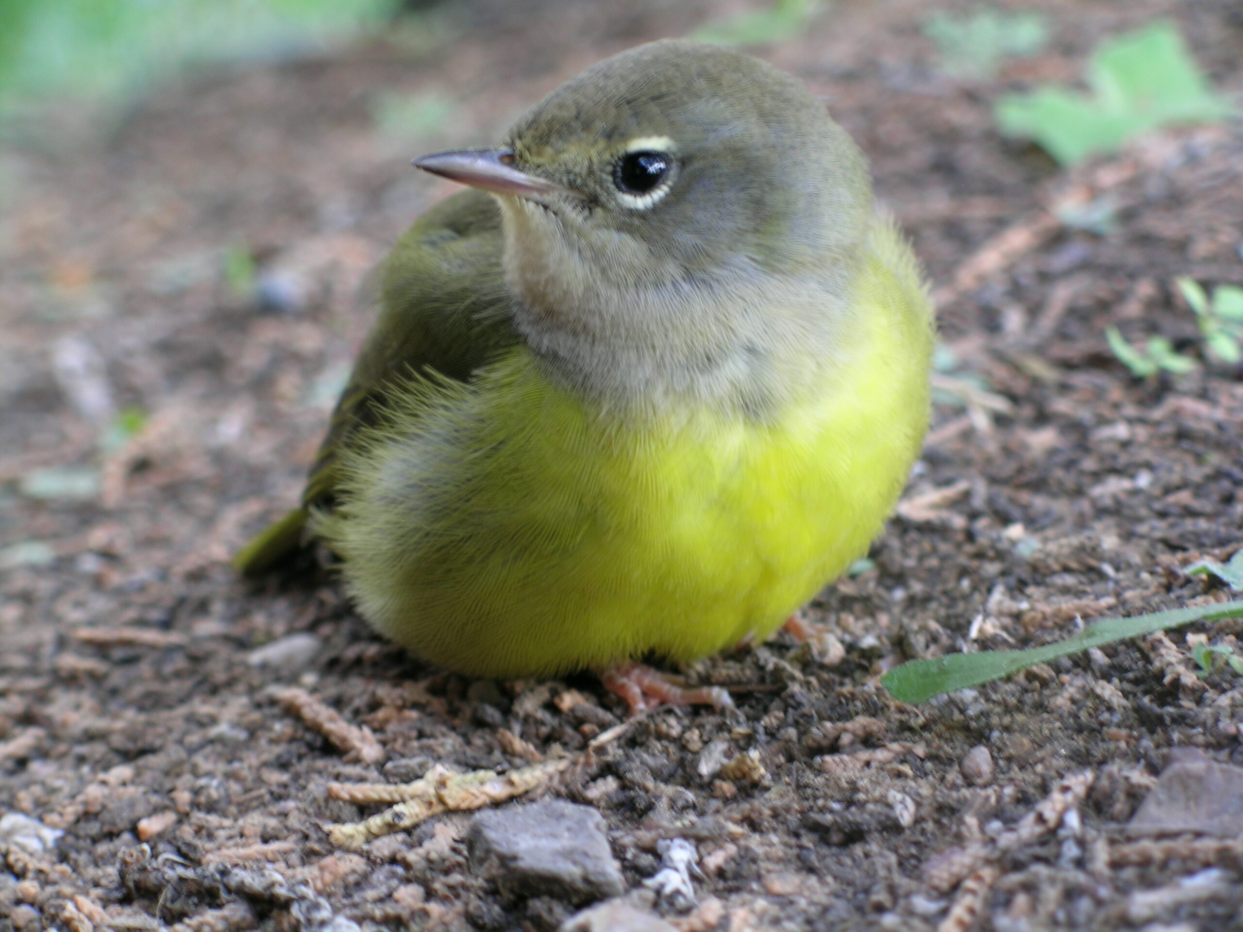 Macgillivray’s Warbler