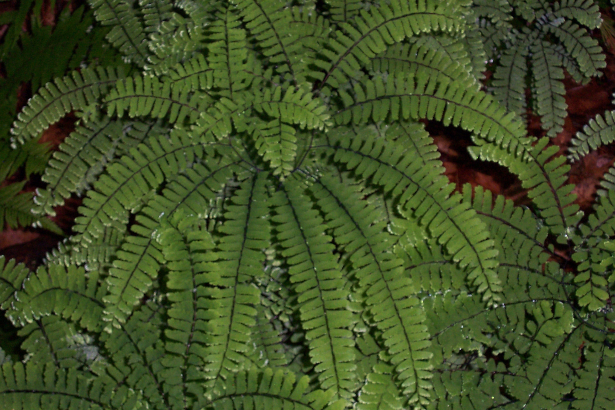 Maidenhair Fern