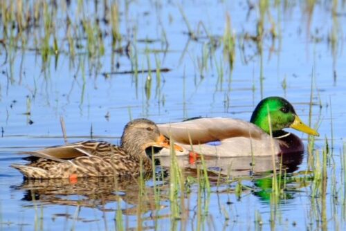 Mallard Duck