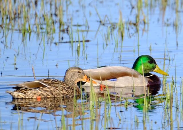 Mallard Duck