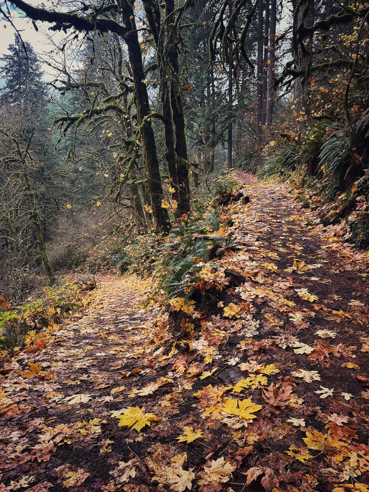 Maple Ridge Loop