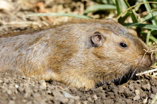 Mazama Pocket Gopher
