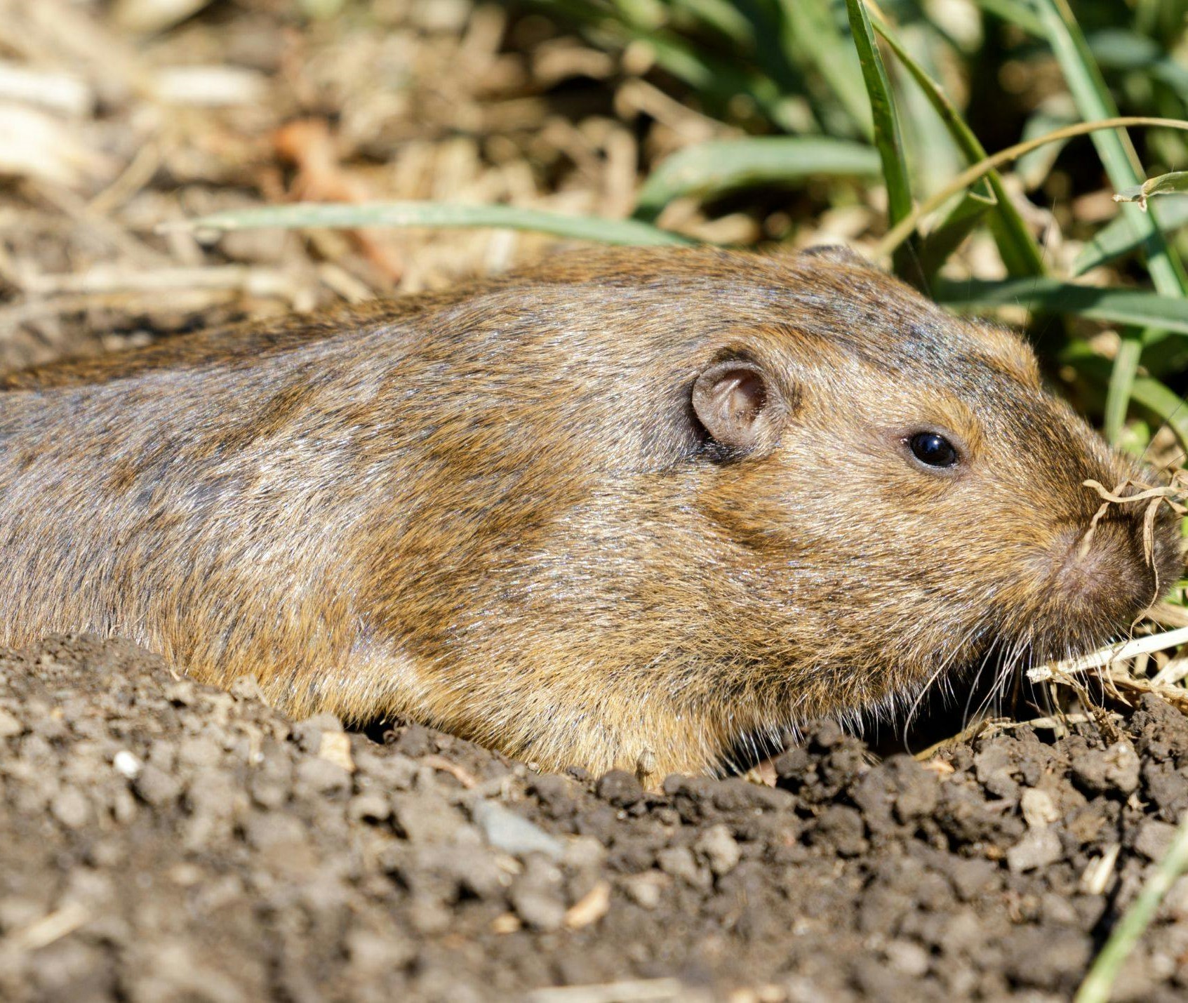 Mazama Pocket Gopher