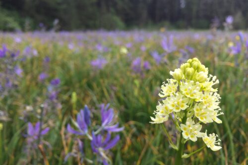 Meadow Death Camas Meadow Death Camas