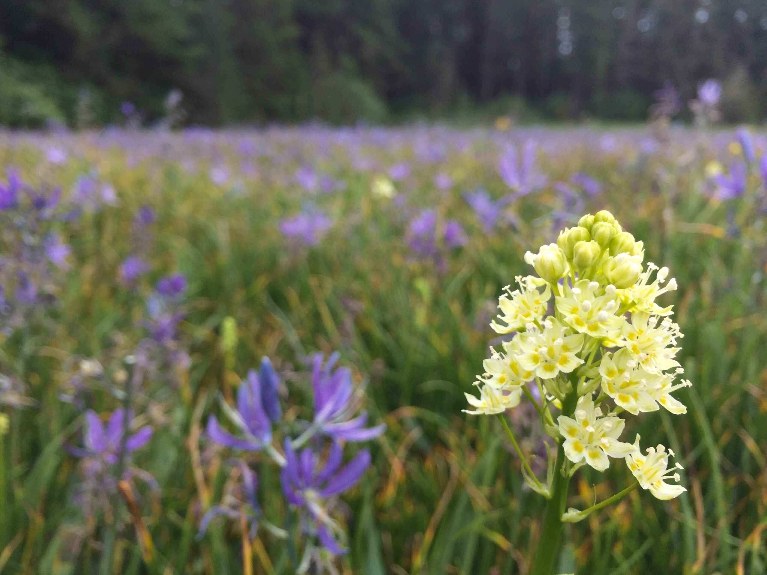 Meadow Death Camas Meadow Death Camas