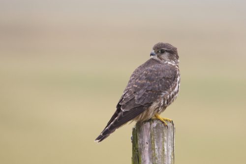 Merlin