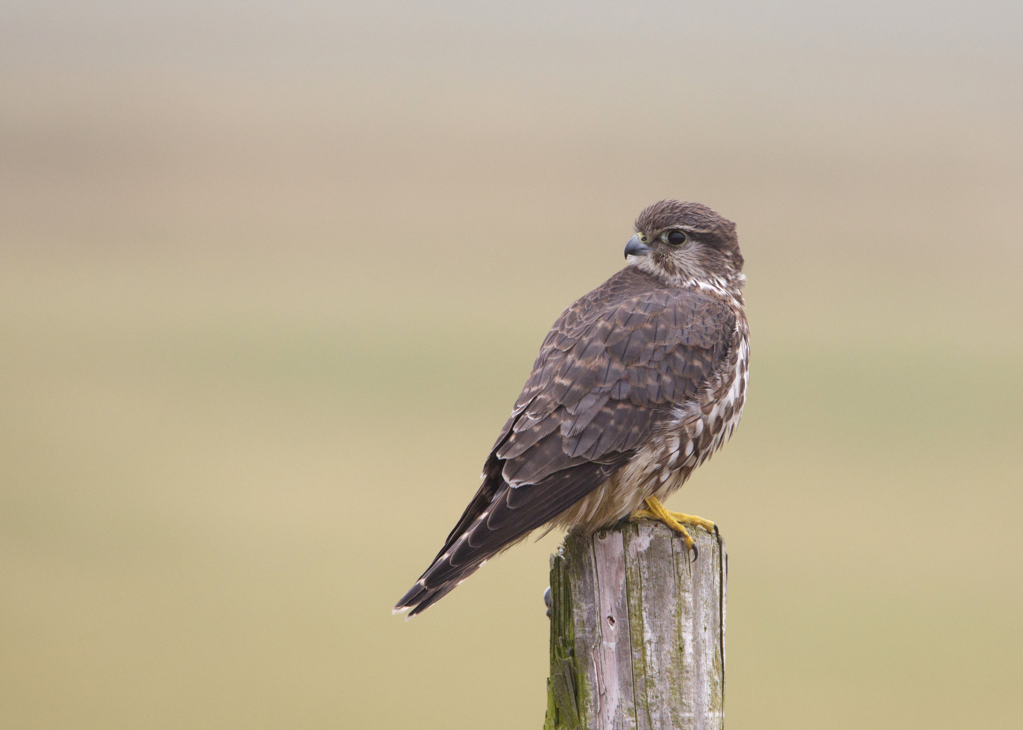 Merlin Merlin