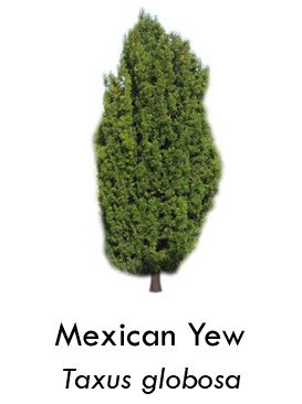 Mexican yew