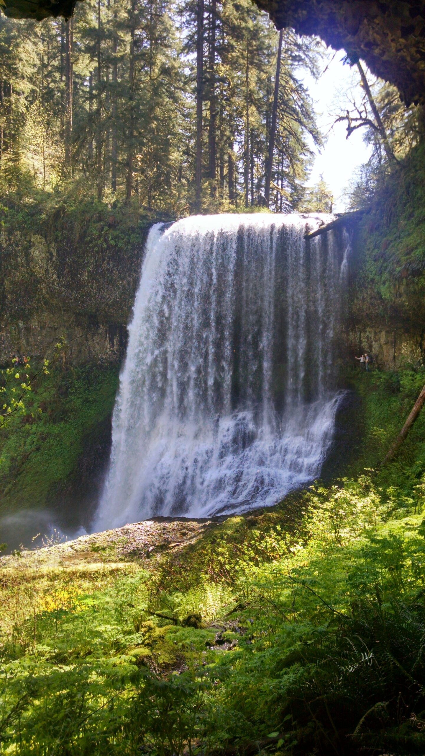 Two volunteers appear to be planting or restoring native vegetation on the grounds outside the South Falls Café at Silver Falls State Park