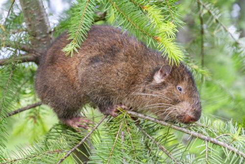 Mountain Beaver