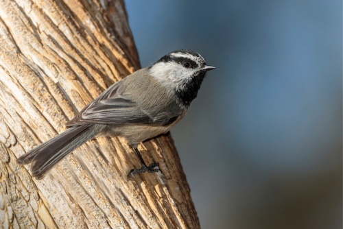 Mountain Chickadee