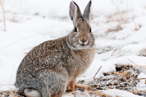 Mountain Cottontail
