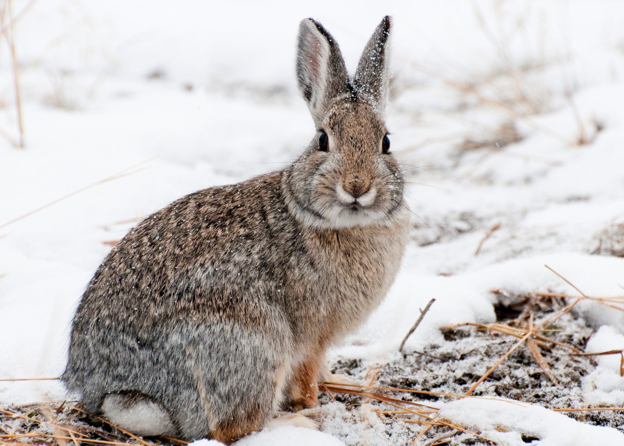 Mountain Cottontail Mountain Cottontail