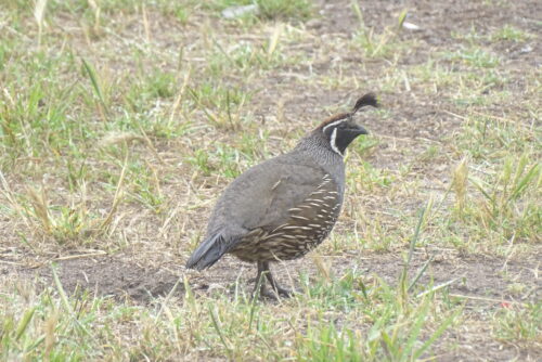Mountain Quail