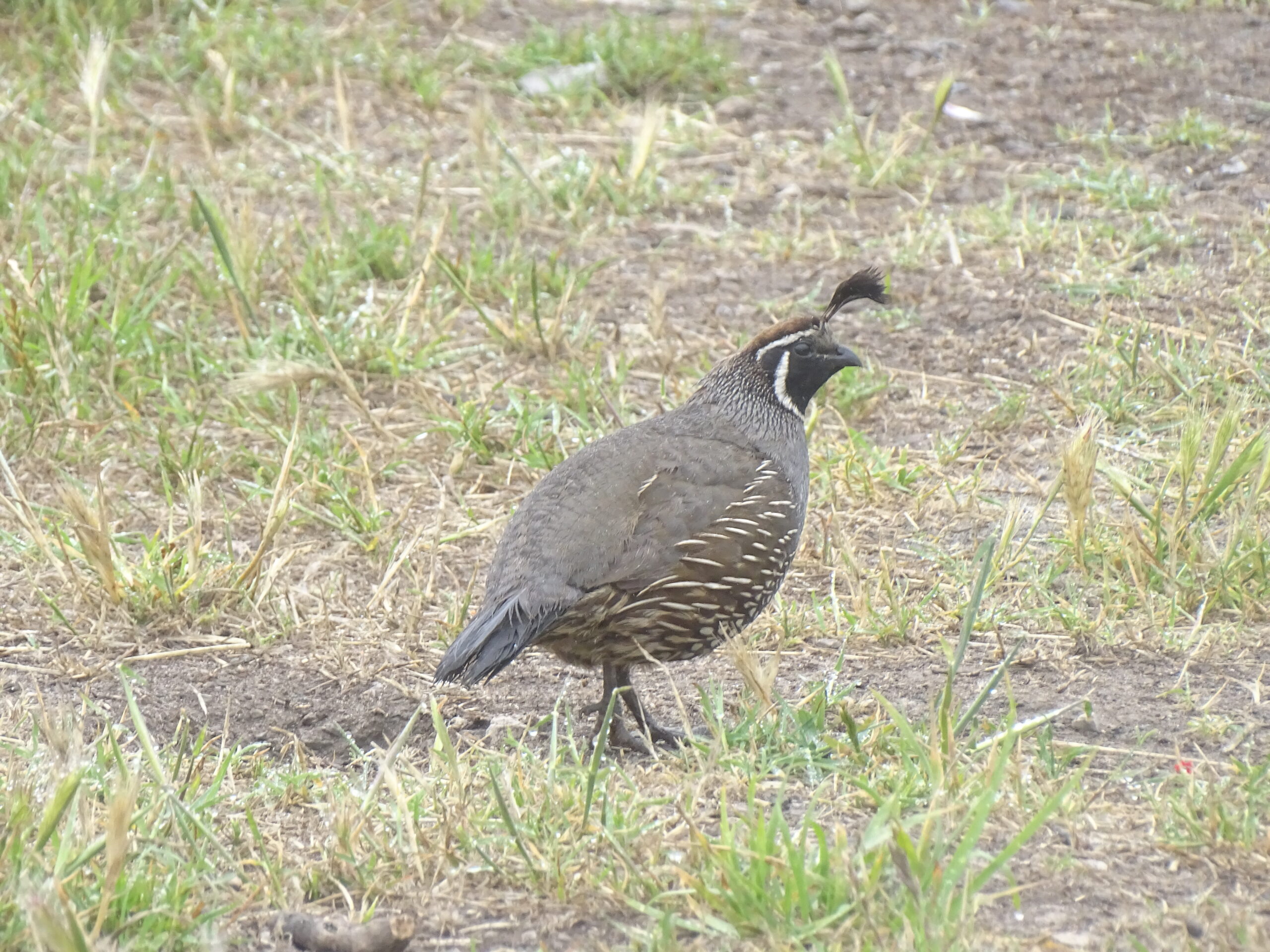 Mountain Quail Mountain Quail