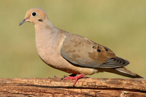 Mourning Dove
