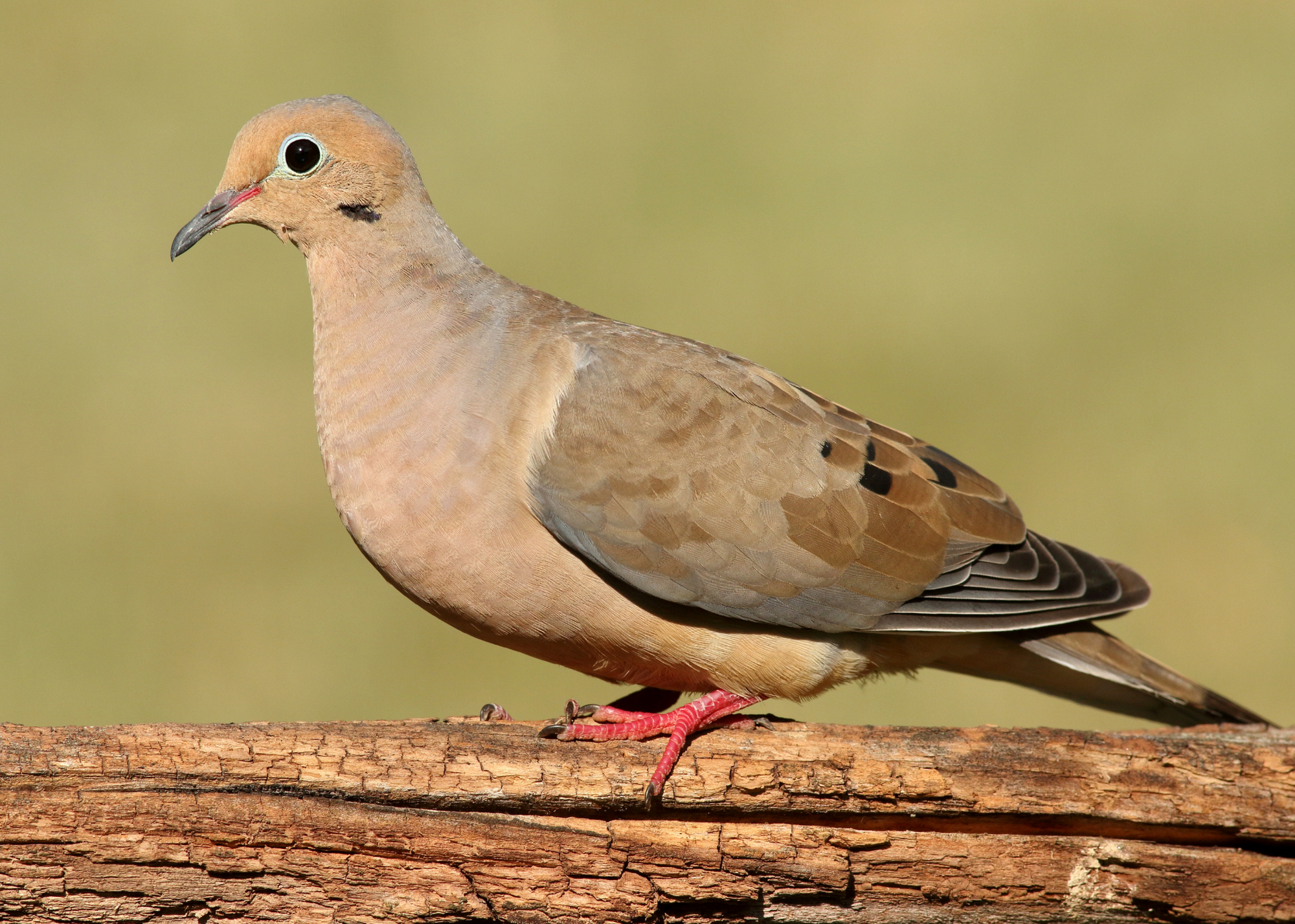 Mourning Dove