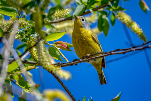 Nashville Warbler