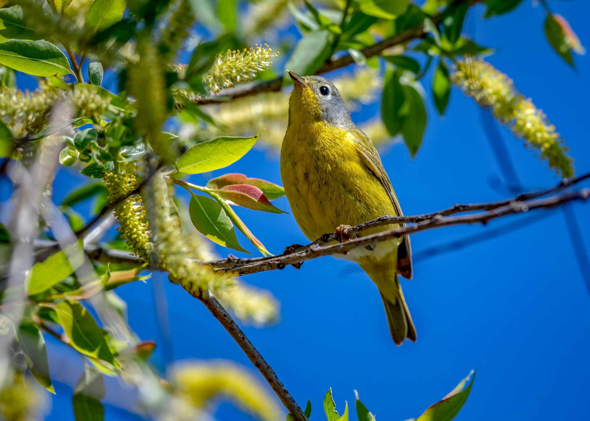 Nashville Warbler Nashville Warbler
