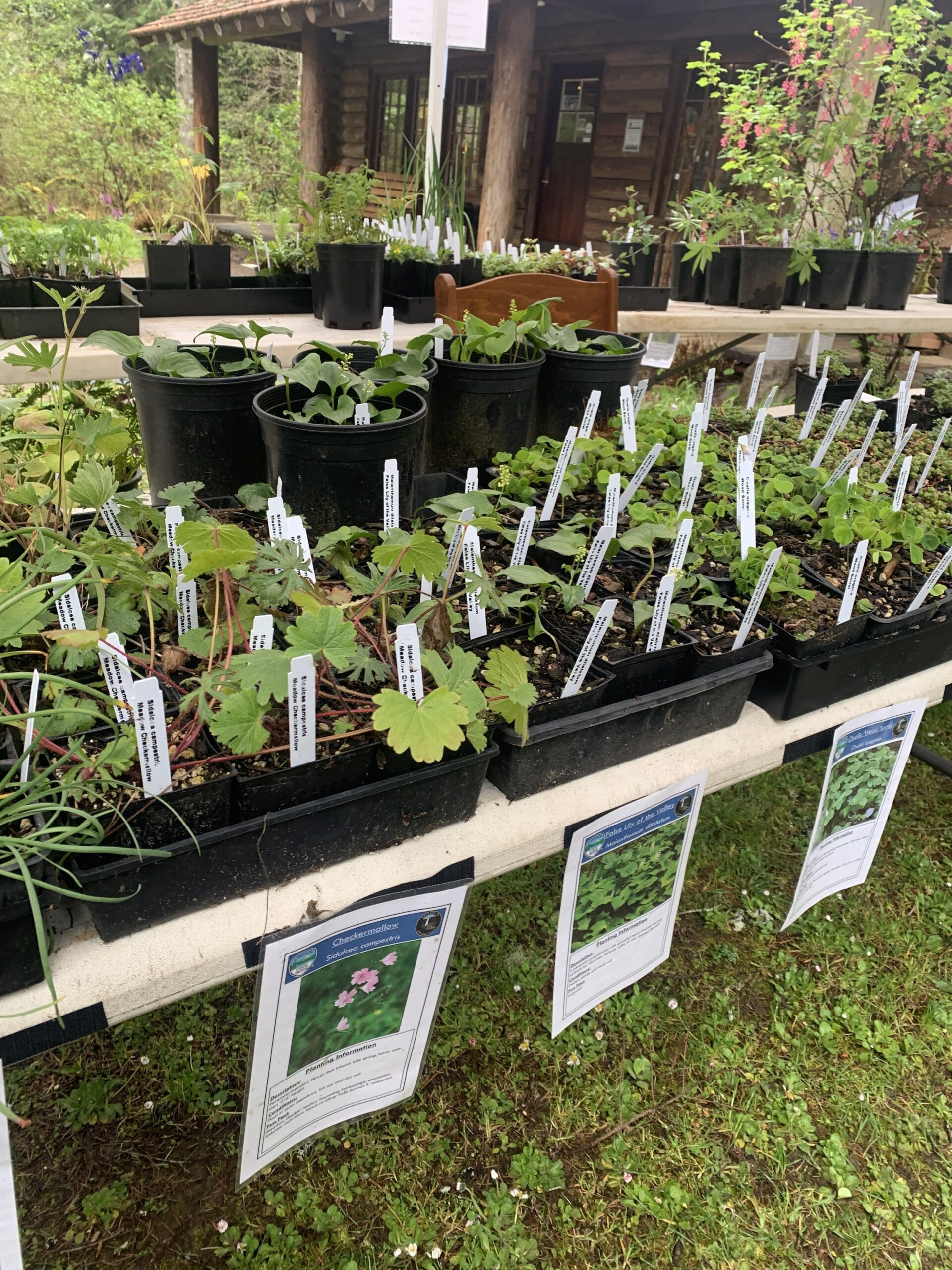 Native Plant Sale.jpg