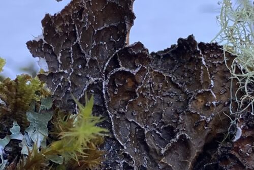 Netted Specklebelly Lichen