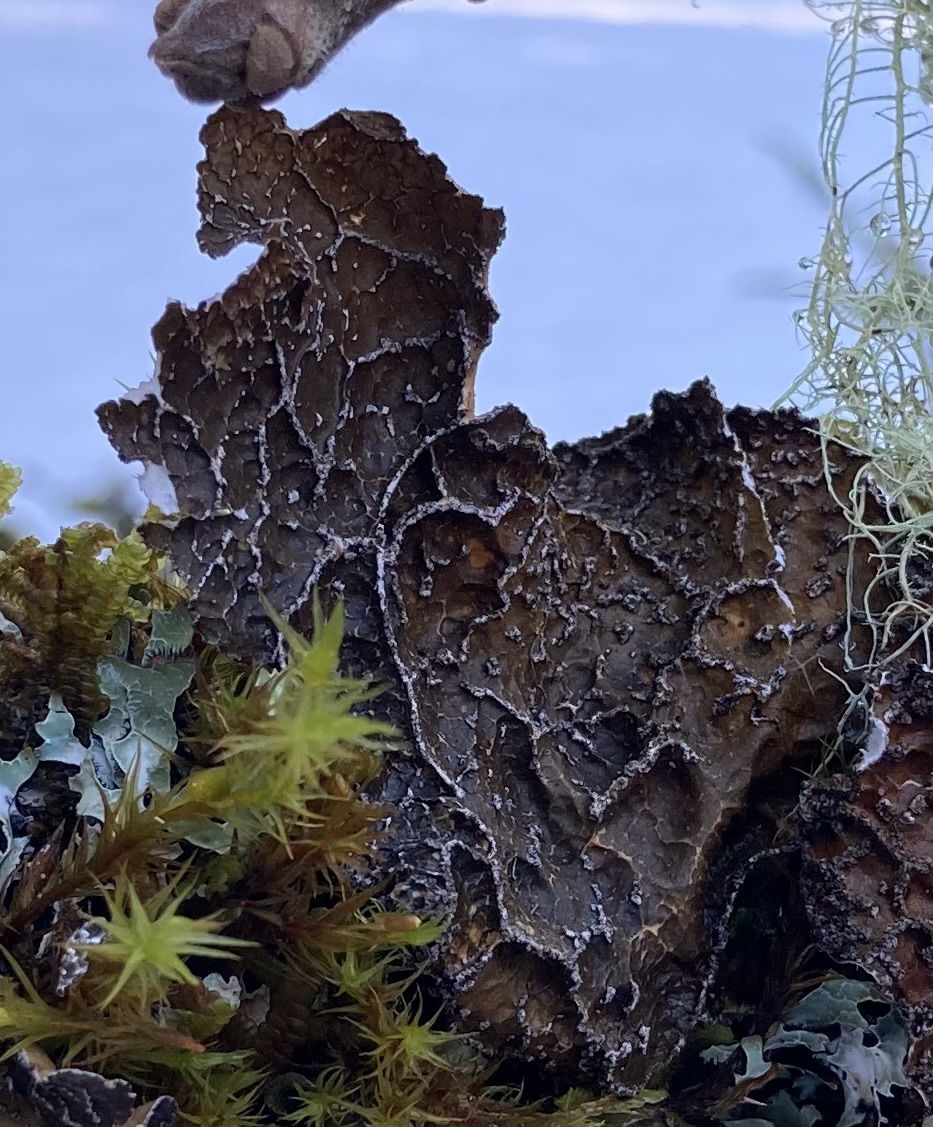 Netted Specklebelly Lichen Netted Specklebelly Lichen