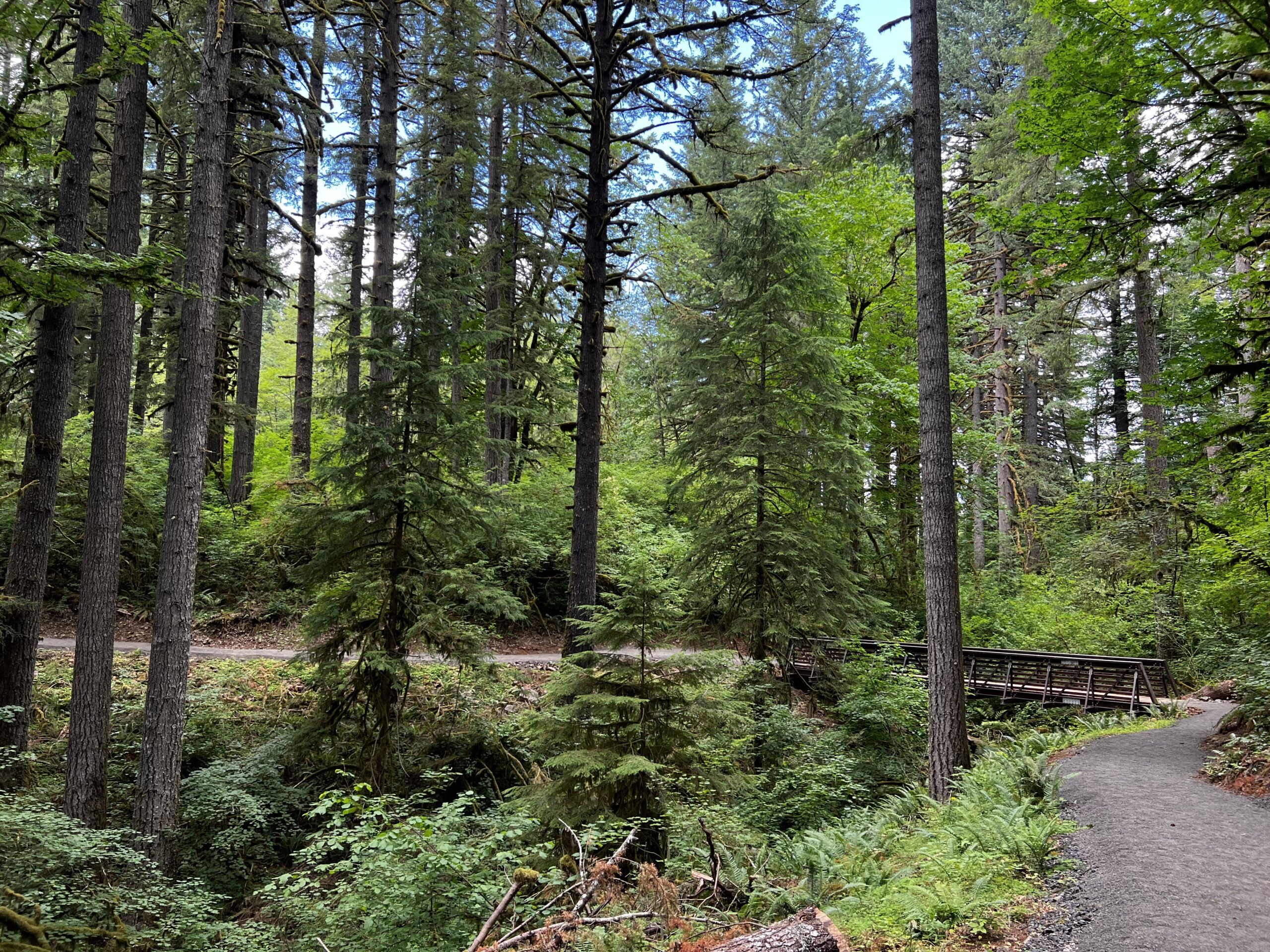 Two volunteers appear to be planting or restoring native vegetation on the grounds outside the South Falls Café at Silver Falls State Park