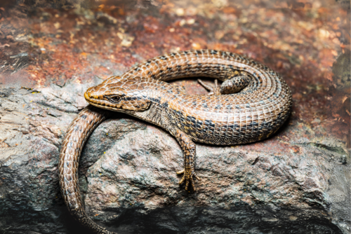 Northern Alligator Lizard Northern Alligator Lizard