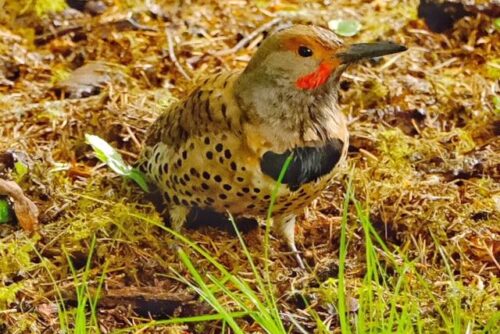 Northern Flicker