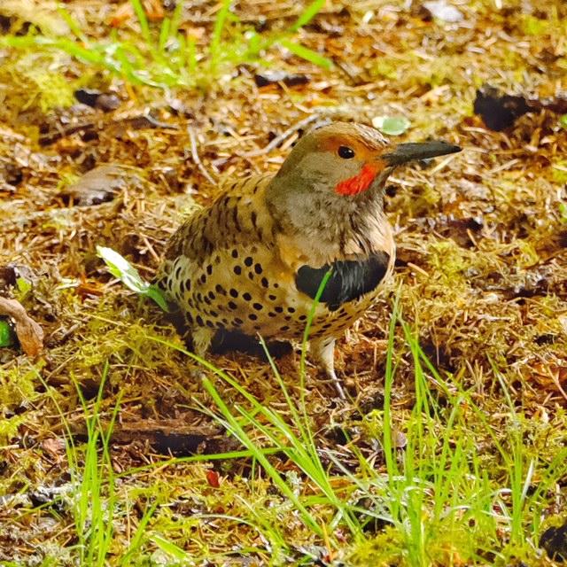 Northern Flicker