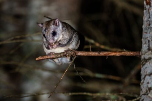 Northern Flying Squirrel