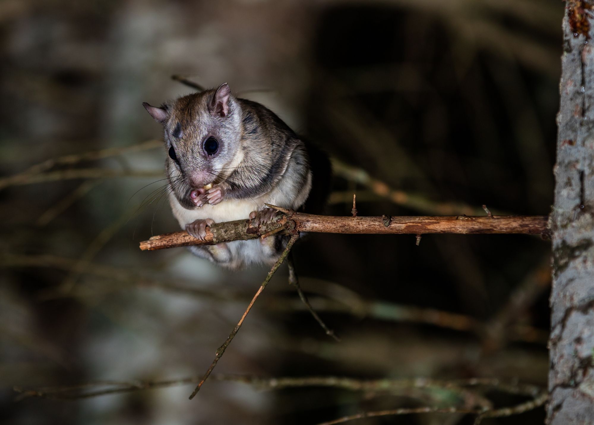 Northern Flying Squirrel