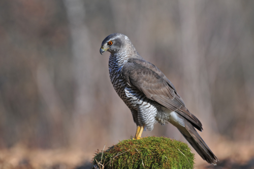 Northern Goshawk