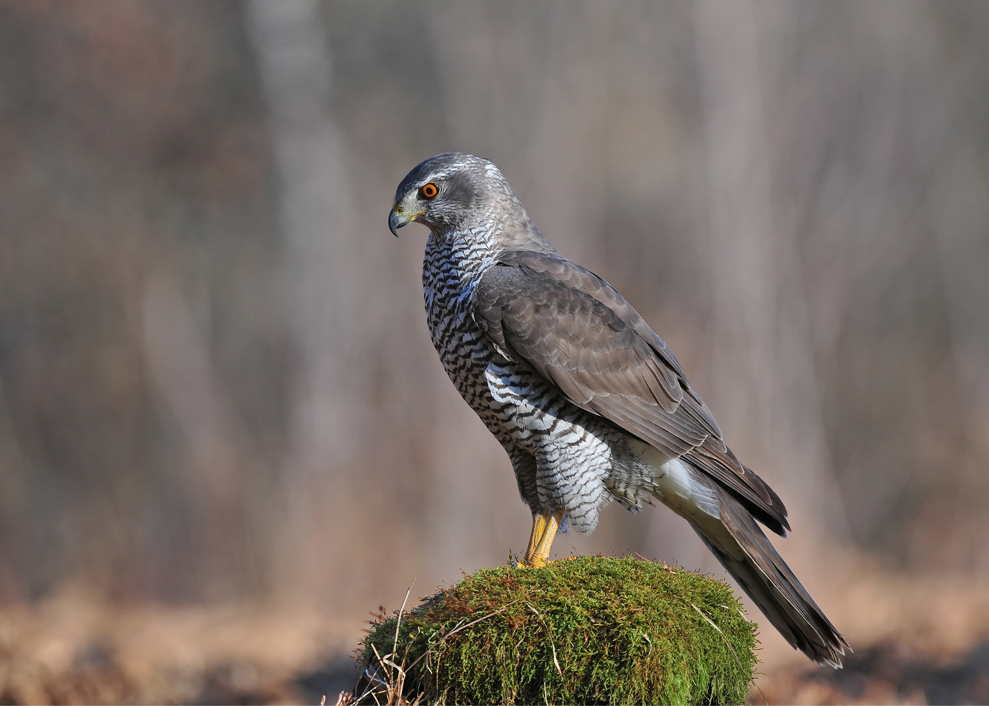 Northern Goshawk