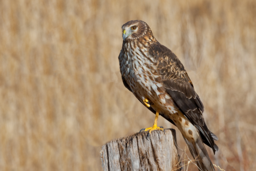 Northern Harrier