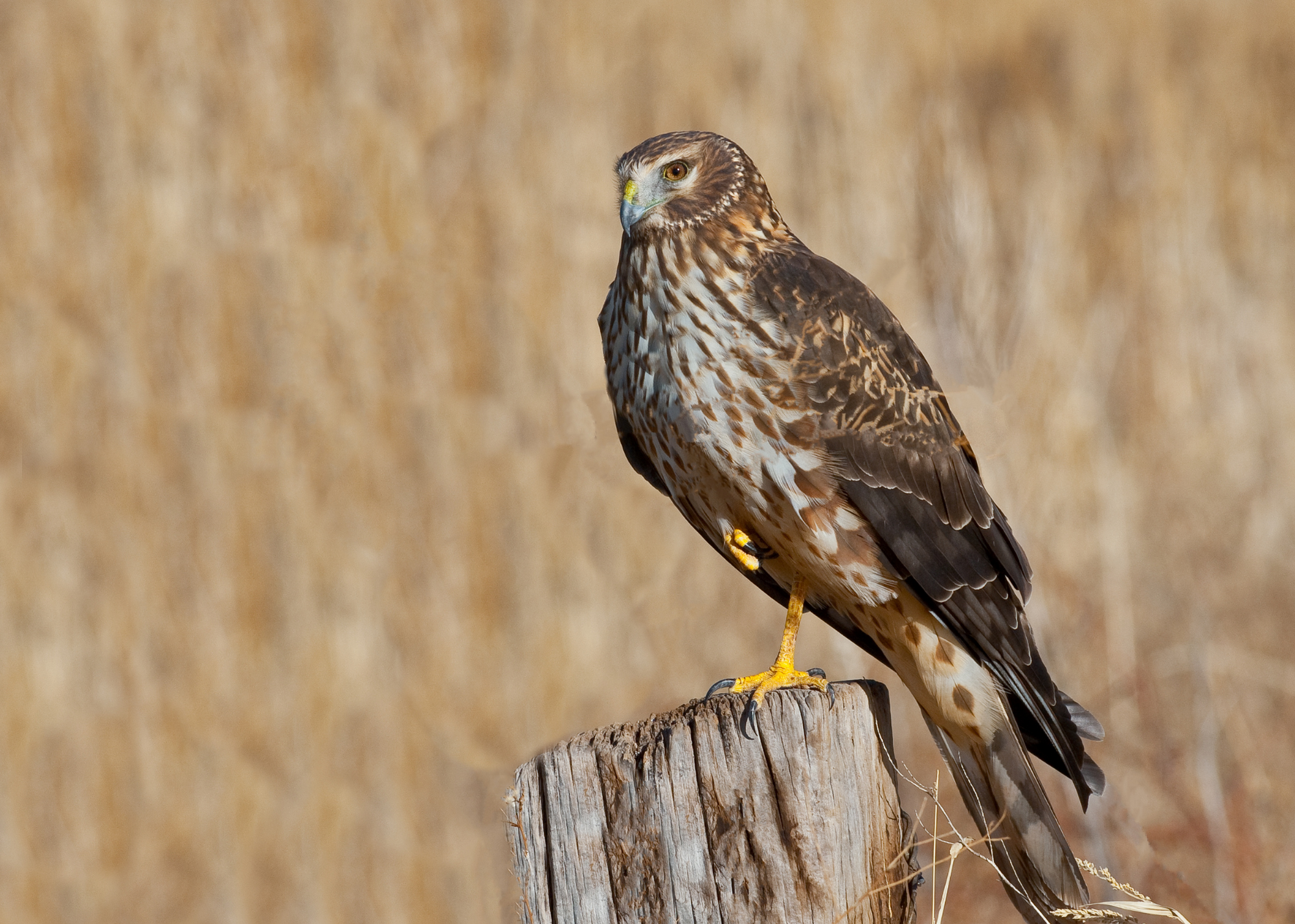 Northern Harrier Northern Harrier